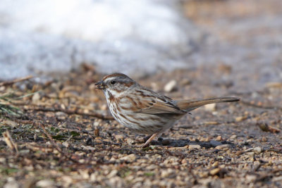 Song Sparrow (UT)