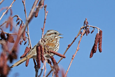 Song Sparrow (UT)