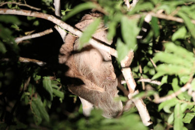 Sloth with baby