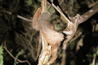 Hoffmann's Two-toed Sloth