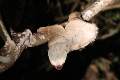 Hoffmann's Two-toed Sloth