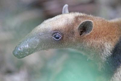 Northern Tamandua