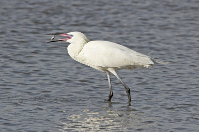 Reddish Egret (White Morph)