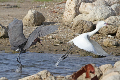 Reddish Egret chasing another