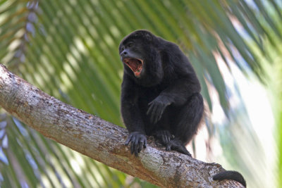 Mantled Howler Monkeys