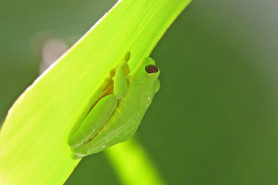 Red-eyed Tree Frog (Panama)