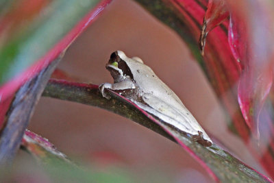 Masked Frog (Panama)