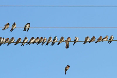 Migrating Swallows