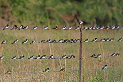 Groups of  Swallows