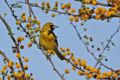 Orchard Oriole