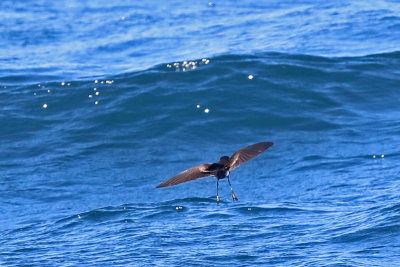 Elliot's Storm Petrel