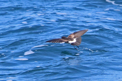 Elliot's Storm Petrel