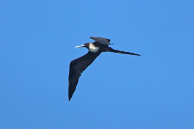 Magnificent Frigatebird