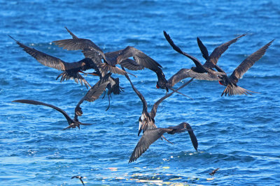 Feeding Frenzy--Magnificent Frigatebirds