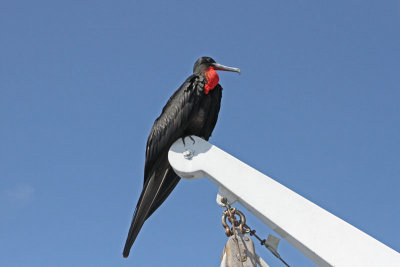 Magnificent Frigatebird