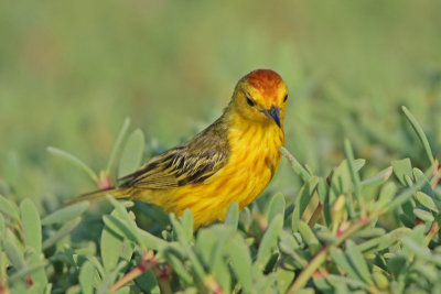 Yellow Warbler