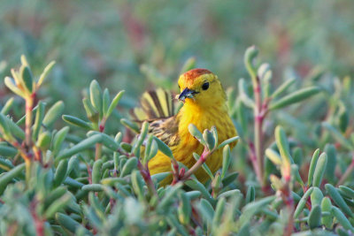 Yellow Warbler