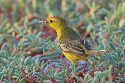 Yellow Warbler