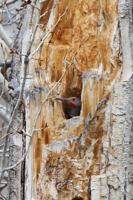 Northern Flicker