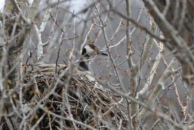 Canada Goose