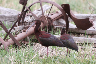 White-faced Ibis