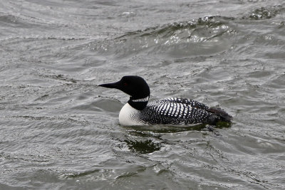Common Loon