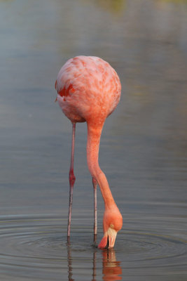 Greater Flamingo