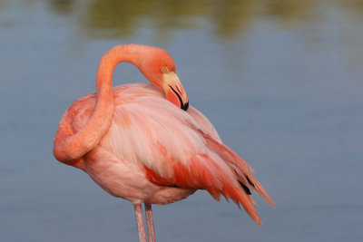 Greater Flamingo