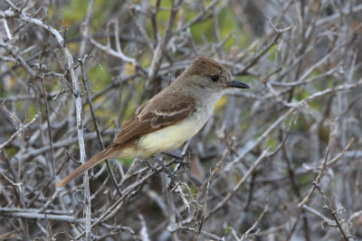 Galapagos (Large-billed) Flycatcher