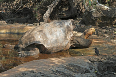 Galapagos Tortoise and a Darwin finch