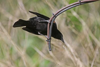 Red-winged Blackbird