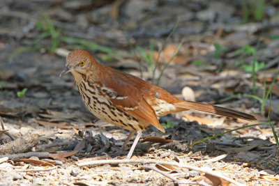 Brown Thrasher