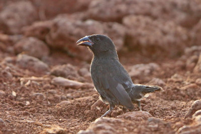 Common Cactus-Finch