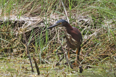 Green Heron