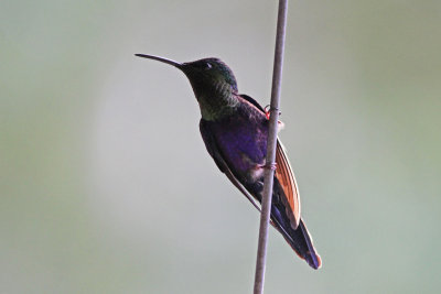 Crowned Woodnymph