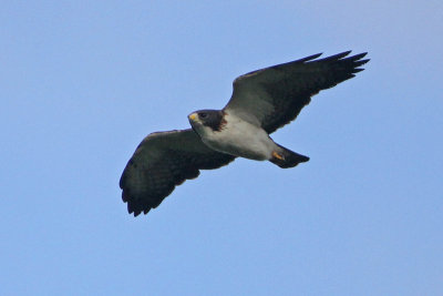 Short-tailed Hawk