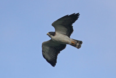 Short-tailed Hawk