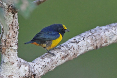 Fulvous-vented Euphonia