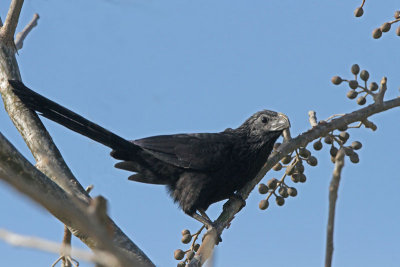 Groove-billed Ani