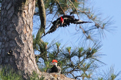 Pileated Woodpeckers