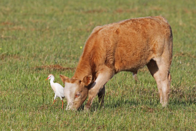 Cattle Egret with friend