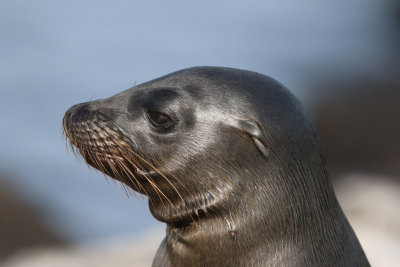 Sea Lions