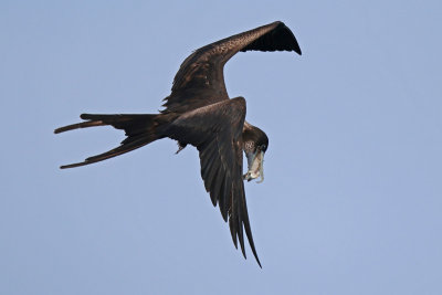 Magnificent Frigatebird with Swallow-tailed Gull Chick