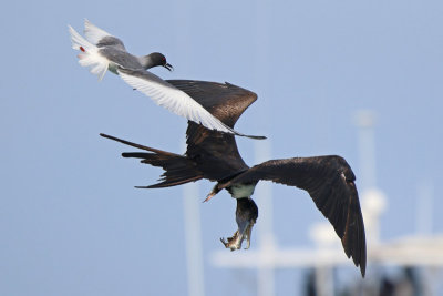 Magnificent Frigatebird with Swallow-tailed Gull Chick