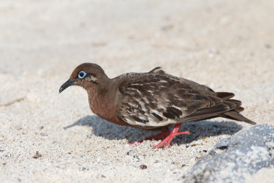 Galapagos Dove