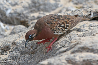 Galapagos Dove