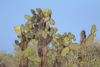 Opuntia Giant Prickly Pear Cactus
