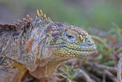 Land Iguana