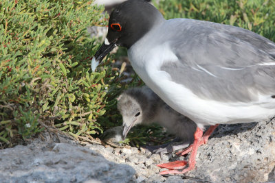 Swallow-tailed Gull with Chick