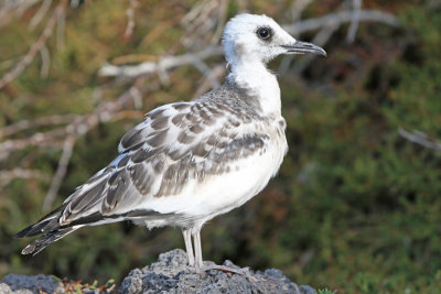 Swallow-tailed Gull